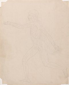 Uma exposição anatómica comparativa da estrutura do corpo humano com a de um tigre e de uma ave comum: Figura Humana, Vista Lateral de George Stubbs