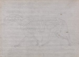 Uma exposição anatómica comparativa da estrutura do corpo humano com a de um tigre e de uma ave comum: Corpo do Tigre, Vista Lateral de George Stubbs