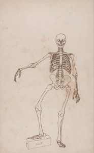 Uma exposição anatómica comparativa da estrutura do corpo humano com a de um tigre e de uma ave comum: Esqueleto humano, vista anterior de George Stubbs