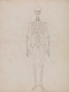Uma exposição anatómica comparativa da estrutura do corpo humano com a de um tigre e de uma ave comum:  Figura humana, vista anterior (figura de contorno) de George Stubbs