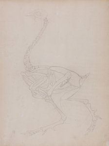 Uma exposição anatómica comparativa da estrutura do corpo humano com a de um tigre e de uma galinha comum:  Corpo de galinha, vista lateral de George Stubbs