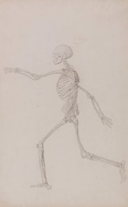 Uma exposição anatómica comparativa da estrutura do corpo humano com a de um tigre e de uma ave comum: Esqueleto humano, vista lateral vista da esquerda, correndo (estudo finalizado para a tabela III) de George Stubbs
