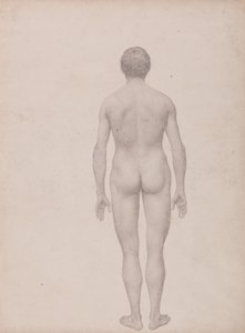 Uma exposição anatómica comparativa da estrutura do corpo humano com a de um tigre e de uma ave comum: Figura Humana, Vista Posterior, Não Dissecada (Estudo Finalizado para a Tabela VII) de George Stubbs