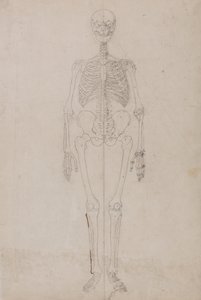 Uma exposição anatómica comparativa da estrutura do corpo humano com a de um tigre e de uma ave comum:  Esqueleto Humano, Vista Anterior (Estudo final) de George Stubbs