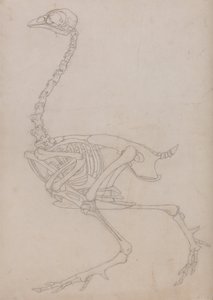 Uma exposição anatómica comparativa da estrutura do corpo humano com a de um tigre e de uma galinha comum:  Esqueleto de galinha, vista lateral (Desenho esquemático do esqueleto preparado para o índice da Tabela V) de George Stubbs