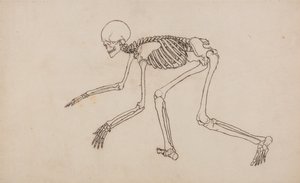 Uma exposição anatómica comparativa da estrutura do corpo humano com a de um tigre e de uma ave comum: Esqueleto Humano, Vista Lateral de George Stubbs