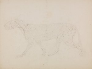 Uma exposição anatómica comparativa da estrutura do corpo humano com a de um tigre e de uma ave comum: Corpo de Tigre, Vista Lateral (Estudo das camadas superiores dos músculos e seu suprimento de sangue preparado para o índice da Tabela XIV) de George Stubbs