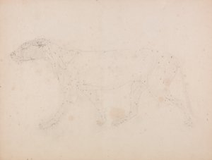 Uma exposição anatómica comparativa da estrutura do corpo humano com a de um tigre e de uma ave comum: Corpo do Tigre, Vista Lateral (Estudo dos músculos para o índice da Tabela IX) de George Stubbs