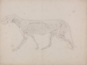 Uma exposição anatómica comparativa da estrutura do corpo humano com a de um tigre e de uma ave comum: Corpo do Tigre, Vista Lateral de George Stubbs