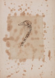 Uma exposição anatómica comparativa da estrutura do corpo humano com a de um tigre e de uma galinha comum:  Cabeça e Pescoço de Galinha, Vista Lateral de George Stubbs