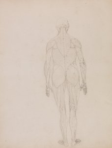 Uma exposição anatómica comparativa da estrutura do corpo humano com a de um tigre e de uma ave comum: Figura humana, vista posterior (Desenho esquemático para o índice do quadro XII) de George Stubbs