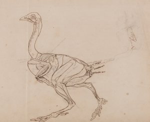 Uma exposição anatómica comparativa da estrutura do corpo humano com a de um tigre e de uma ave comum:  Corpo de galinha de Dorking, vista lateral (desenho de contorno dos músculos) de George Stubbs
