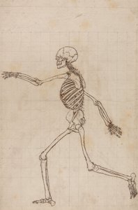 Uma exposição anatómica comparativa da estrutura do corpo humano com a de um tigre e de uma ave comum: Esqueleto Humano, Vista Lateral de George Stubbs