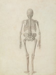 Uma exposição anatômica comparativa da estrutura do corpo humano com a de um tigre e uma ave comum: esqueleto humano, vista posterior de George Stubbs