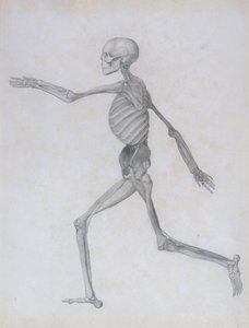Uma Exposição Anatômica Comparativa da Estrutura do Corpo Humano com a de um Tigre e uma Ave Comum: Figura Humana, Vista Lateral, 1795-1806 de George Stubbs