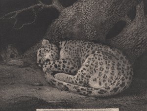 Um leopardo adormecido, gravado pelo artista, pub. 1791 (gravura) de George Stubbs