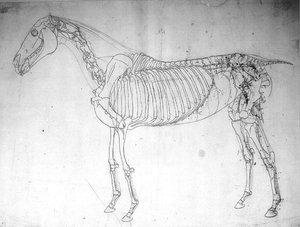 Estudo anatómico de um cavalo (caneta e tinta e lápis sobre papel) de George Stubbs