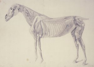 Diagrama da anatomia do cavalo de George Stubbs