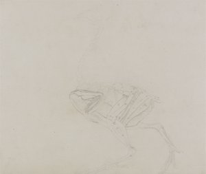 Dorking Hen Body, vista lateral, de uma exposição anatômica comparativa da estrutura do corpo humano com a de um tigre e uma ave comum, 1795-1806 (grafite em papel fino) de George Stubbs