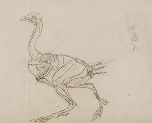 Corpo de galinha dorking, vista lateral, de &39;Uma exposição anatômica comparativa da estrutura do corpo humano com a de um tigre e uma ave comum&39; de George Stubbs