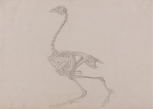 Esqueleto de Hen Dorking, Vista Lateral (Estudo acabado para uma mesa não publicada) de George Stubbs