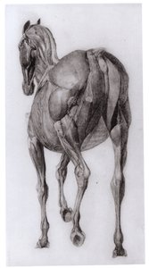 Vista dorsal da estrutura muscular de um cavalo progressivamente dissecado, estudo nº 7 de The Anatomy of the Horse, 1766 de George Stubbs