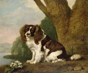Fanny, um spaniel castanho e branco