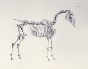 Primeira tabela de esqueleto, da "anatomia do cavalo" de George Stubbs