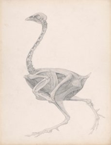 Fowl Body, Lateral View (Estudo de Alta Acabamento para uma Mesa Não Publicada; Mostra a Última Etapa da Dissecação) de George Stubbs
