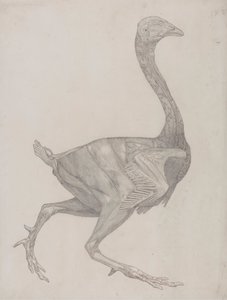 Corpo de ave, Vista Lateral (Provavelmente Preparado para Transferência para a Placa para Gravação da Tabela XV) de George Stubbs