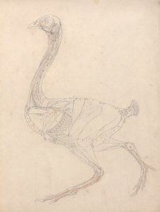 Corpo de galinha, Vista Lateral (Estudo para o índice da Tabela XV) de George Stubbs