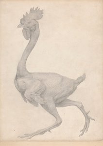Ave, Vista Lateral com a Maioria das Penas Removidas (Estudo Acabado para a Mesa X) de George Stubbs