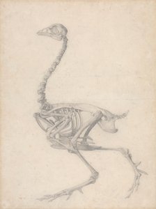 Esqueleto de galinha, Vista Lateral (Estudo Acabado para a Tabela V) de George Stubbs