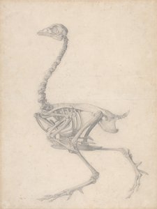 Esqueleto de aves, vista lateral (estudo finalizado para a Tabela V) de George Stubbs