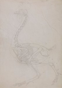 Esqueleto de aves, Vista Lateral (Esboço do desenho) de George Stubbs
