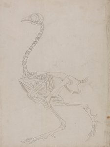 Esqueleto de galinha, Vista Lateral (Esboço do esqueleto) de George Stubbs
