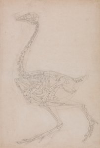 Esqueleto de Aves, Vista Lateral (Provavelmente Estudo Básico das Proporções do Esqueleto de Aves Utilizado para Outros Desenhos) de George Stubbs