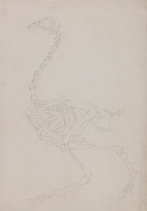 Esqueleto de galinha, Vista Lateral de George Stubbs