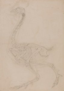 Esqueleto de galinha, Vista Lateral de George Stubbs
