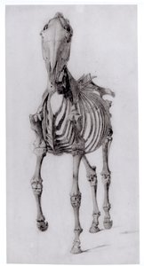 Vista frontal do esqueleto de um cavalo, estudo n º 10 da anatomia do cavalo, 1766 de George Stubbs