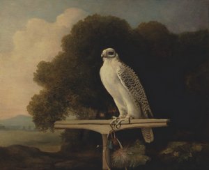 Falcão da Groenlândia, Falcão de Gyr, 1780. de George Stubbs