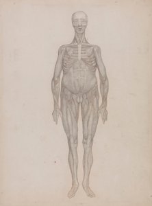 Figura Humana, Vista Anterior (Destinada a uma Placa Que Nunca Foi Publicada) de George Stubbs