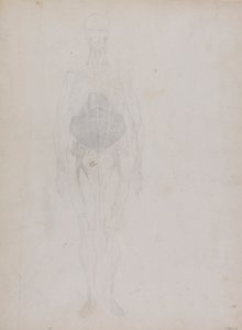Figura Humana, Vista Anterior (Em grande parte em esboço) de George Stubbs