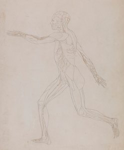 Figura Humana, Visão Lateral (Relacionada com o Quadro XIII, estudo detalhado dos vasos sanguíneos que fornecem os músculos) de George Stubbs