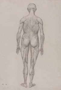 Figura Humana, Vista Posterior (Quase Idêntica ao Desenho Acabado para a Tabela XII) de George Stubbs