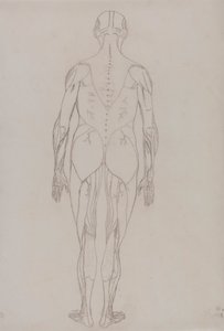 Figura Humana, Vista Posterior (Desenho de Esquema para Figura Chave da Tabela XII) de George Stubbs