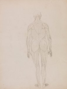 Figura Humana, Vista Posterior (Esboço de desenho para figura chave do Quadro XII) de George Stubbs