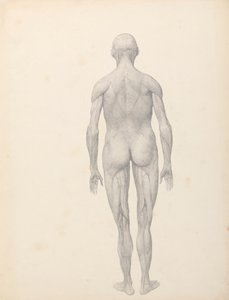 Figura Humana, Vista Posterior, Parcialmente Dissecada (Estudo Acabado para a Tabela XII) de George Stubbs