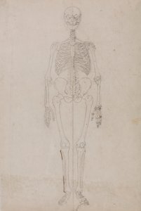 Esqueleto Humano, Vista Anterior (Estudo final) de George Stubbs
