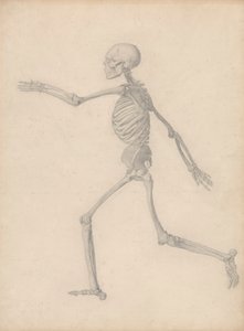 Esqueleto Humano, Vista Lateral (Próximo do Estudo Final para o Quadro III, mas Difere em Detalhes) de George Stubbs